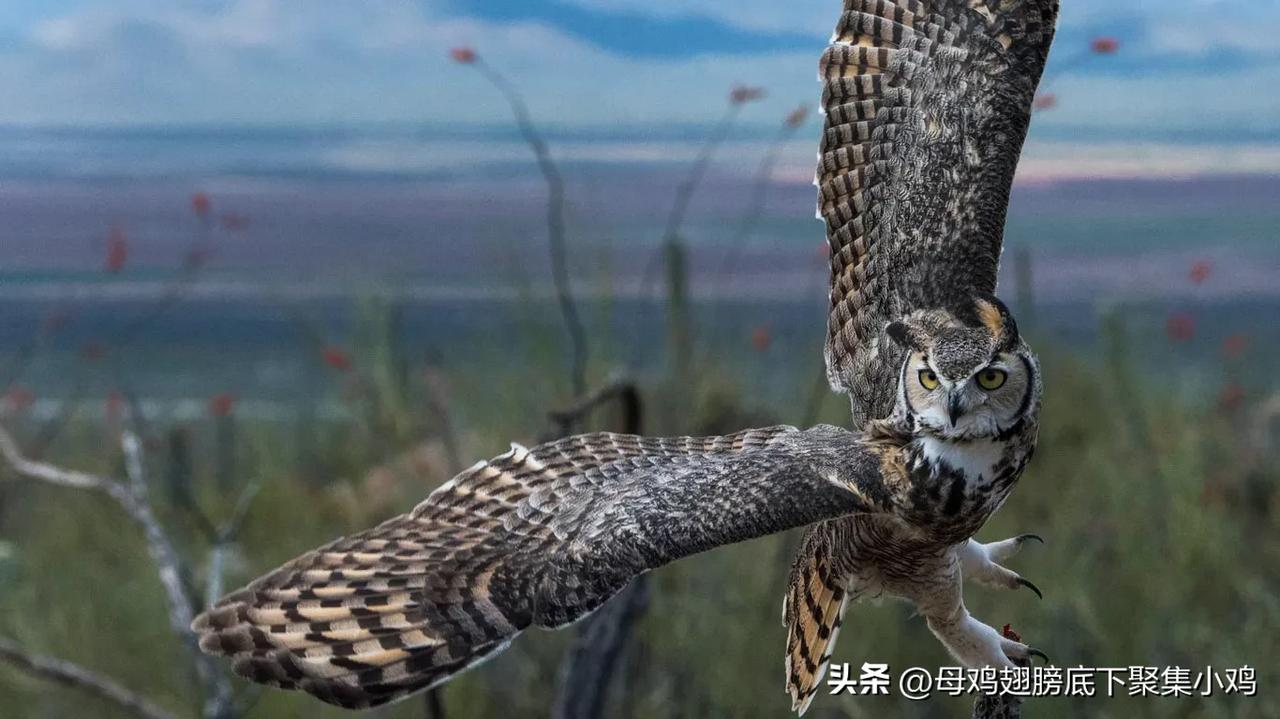 ［心灵旅行］万圣节标志之一：大雕鸮
凭借敏锐视力、怪异叫声和寂静无声的飞行，这种