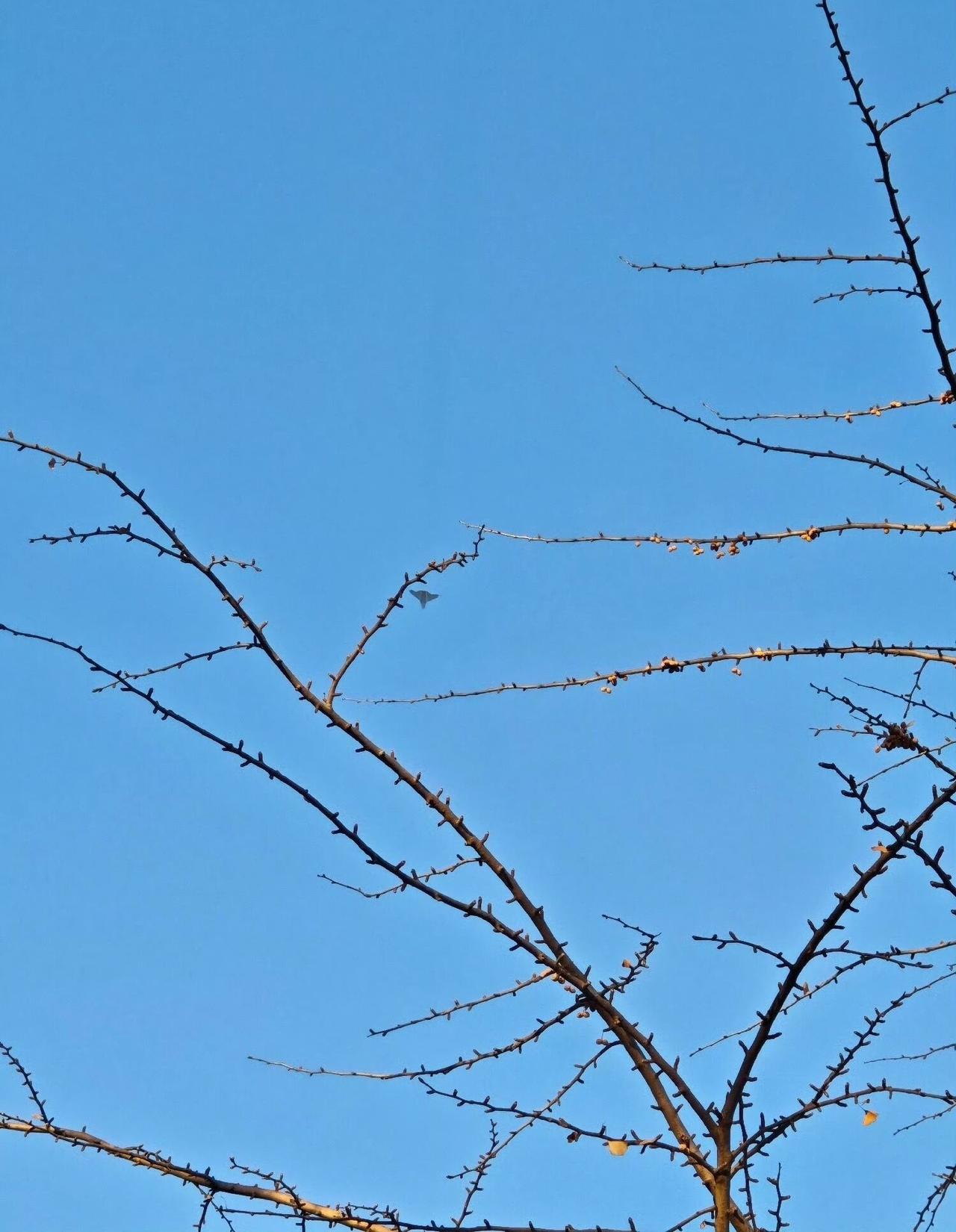 看！又再试飞了。