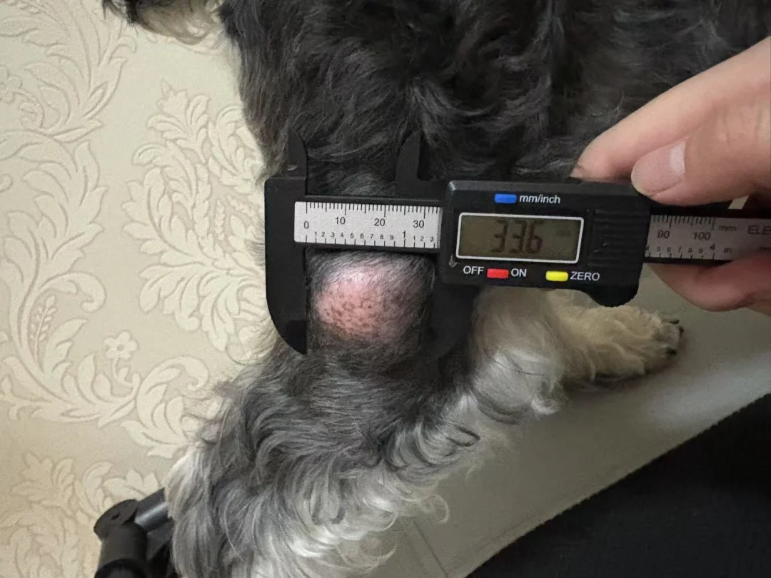 犬的肥大细胞瘤