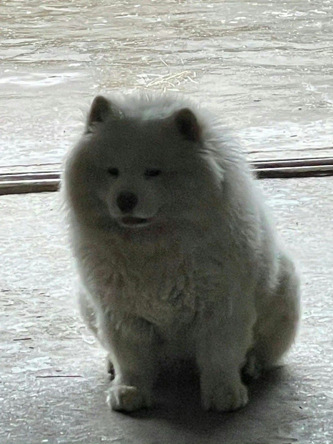 大家好，我是蕉太狼的弟弟蕉太耶 ​​​