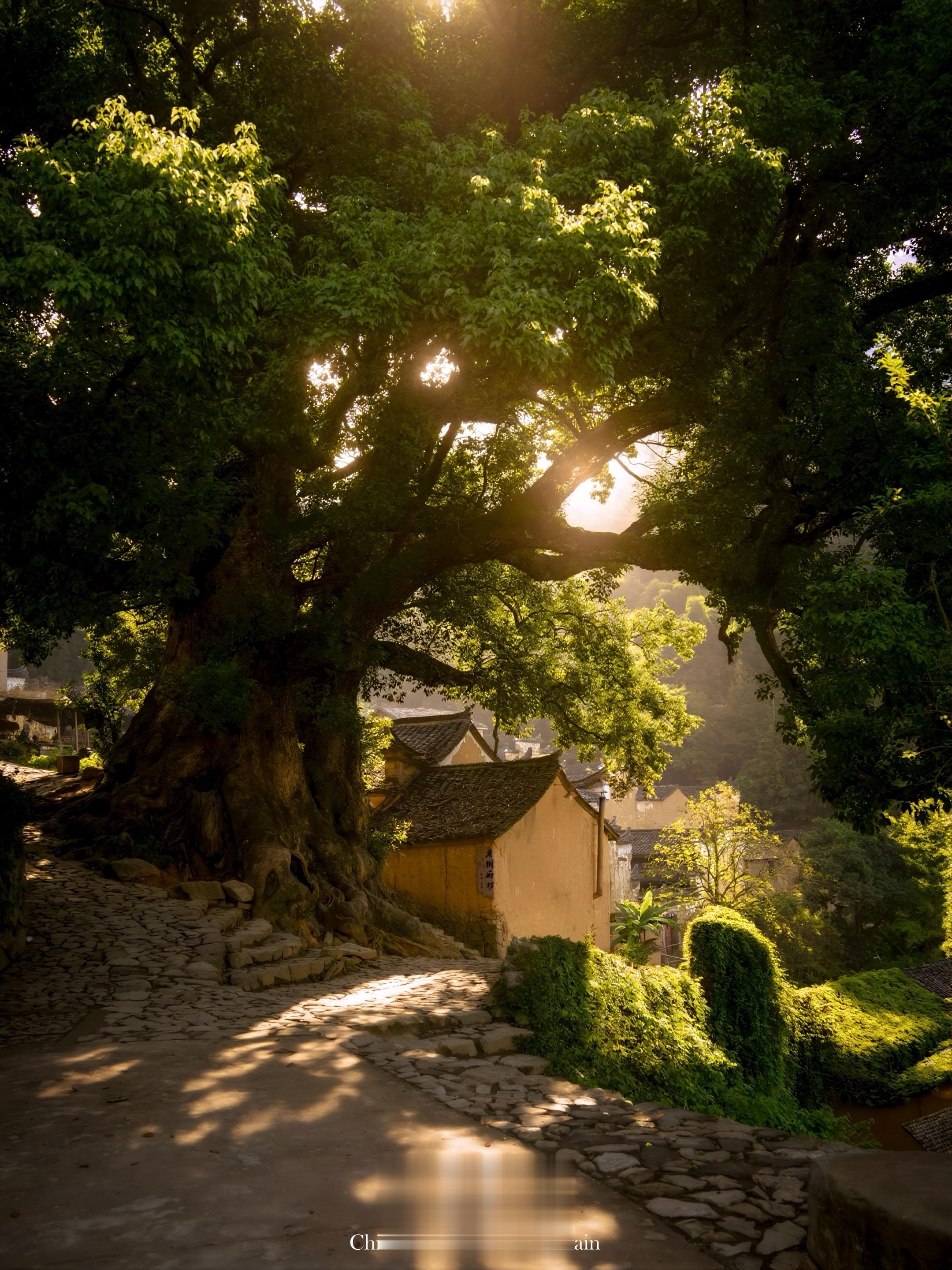 我在松阳杨家堂，找到秋天的终极浪漫！藏在浙南深山的小村庄，藏着我寻觅已...