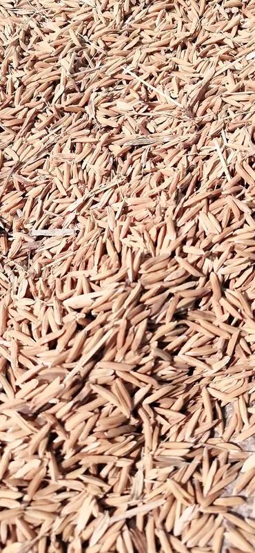 国家发改委等部门：国家发改委公布2026年早籼稻、中晚籼稻和粳稻最低收购价，分别