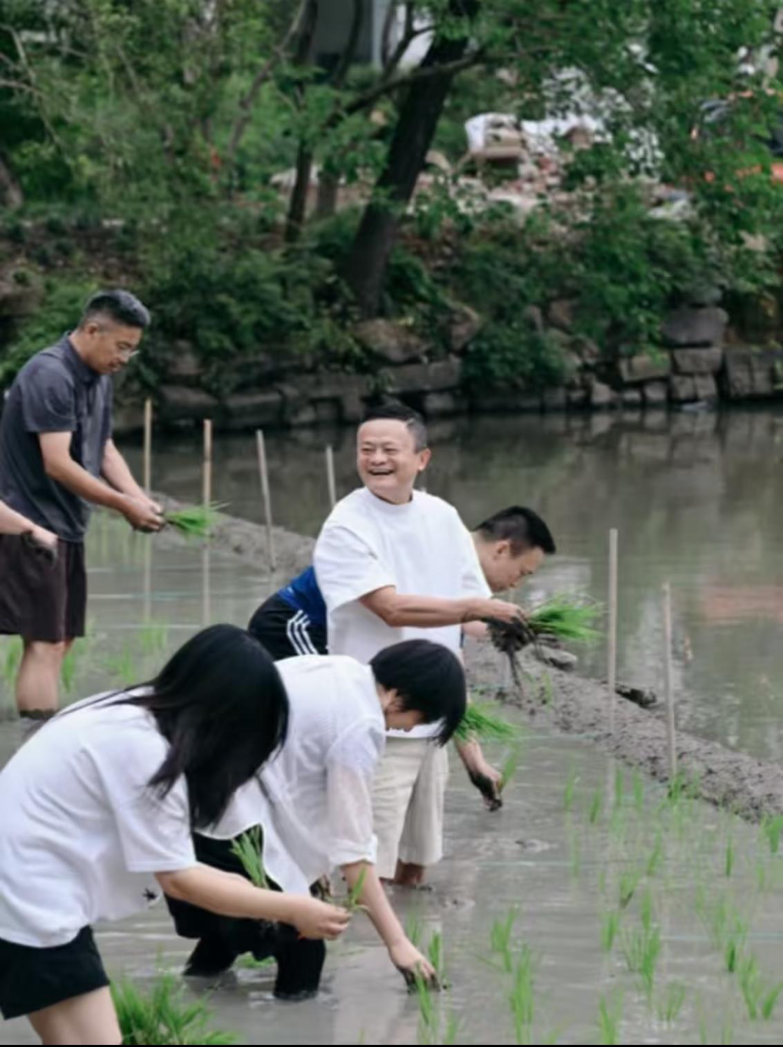 马云下田插秧，

本来就不是意外的事。

但是，当我看到这一群插秧老总的一个细节