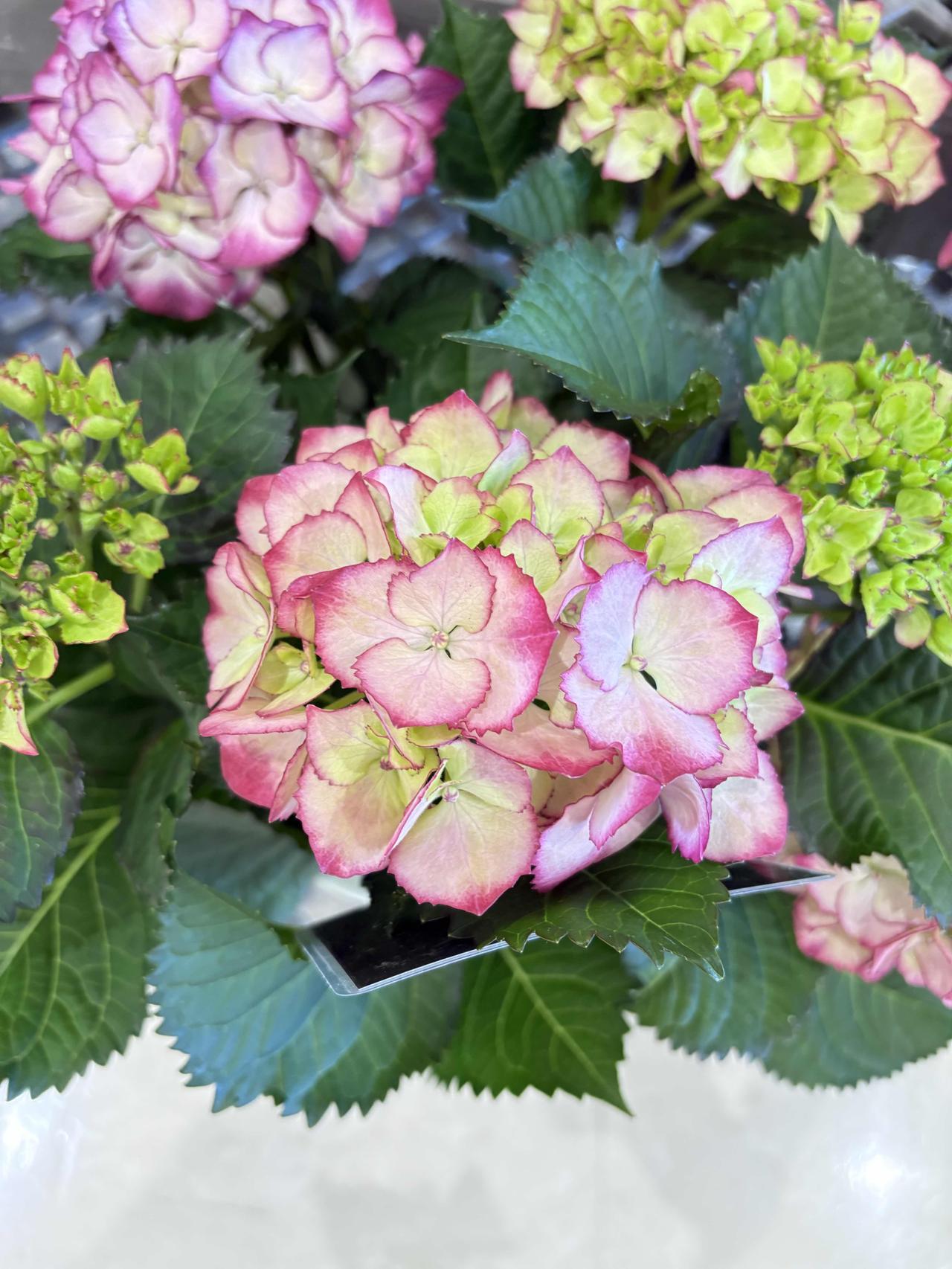 1. 绣球花 ，粉绿相间，颜色清新，花色随土壤酸碱度而变化。
2. 康乃馨 ，浅