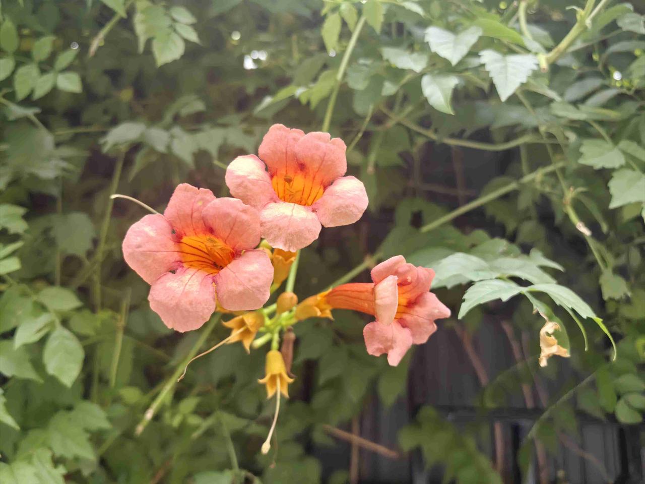 她家靠着小河，门口长着一树灿烂的凌霄花。夏天的时候，热热闹闹开着，路过的人都忍不