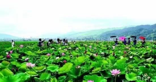 七律·咏荷
       周兴华
临风沐雨一娇娥，
体态亭亭濯碧波。
净植塘蕖怀