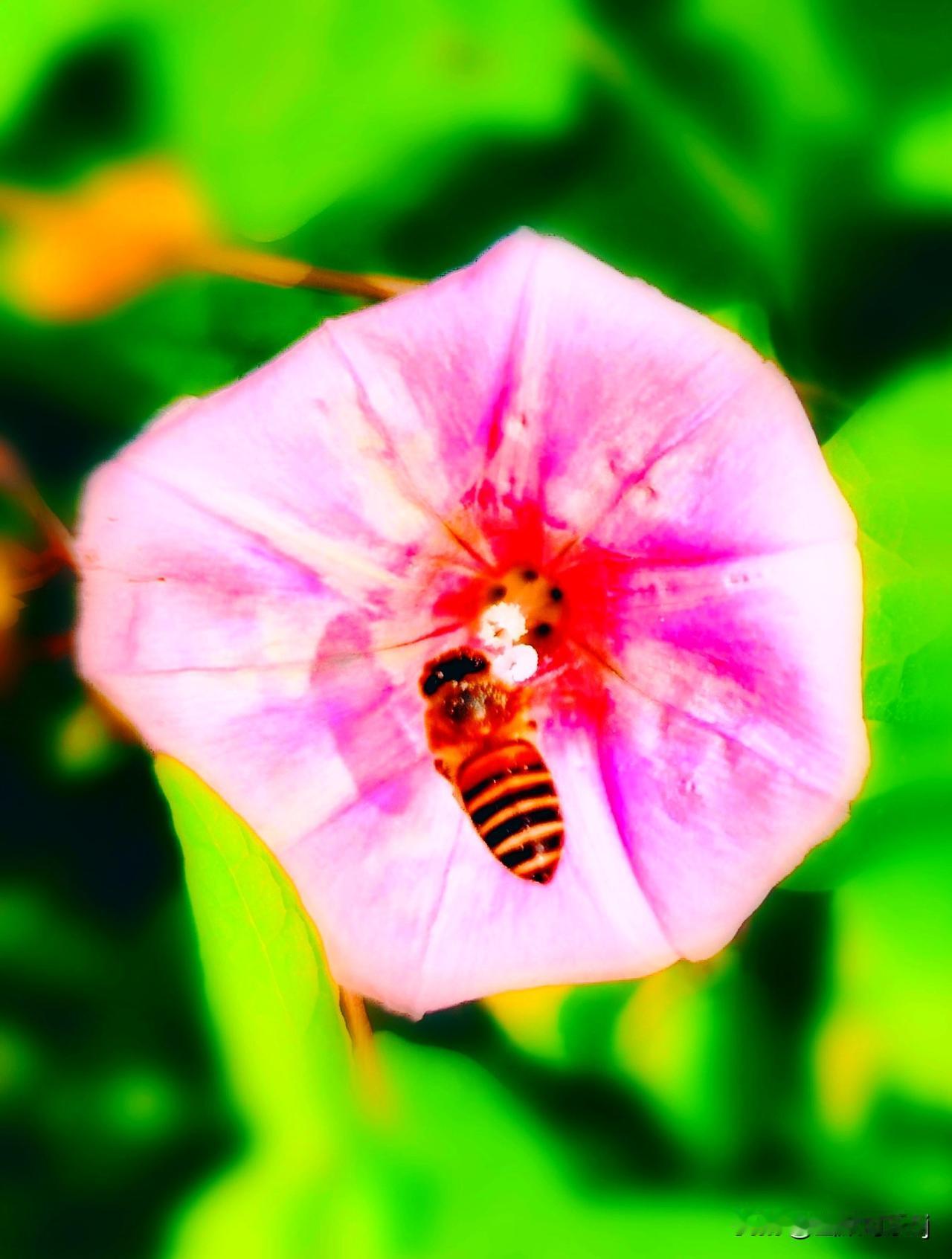 发一张你相册最近拍的花