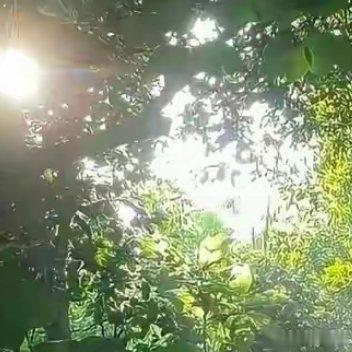 生活从不会辜负认真追赶黎明的人：早起的鸟儿能捕捉第一缕虫鸣，晨跑的脚印会踩碎昨夜