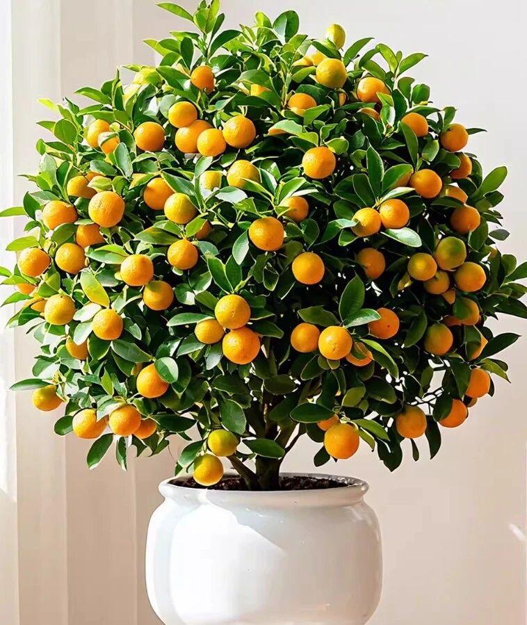 金桔四季常青，秋冬挂果时金灿灿的果实挂满枝头，既是极具观赏性的家居绿植，又承载着