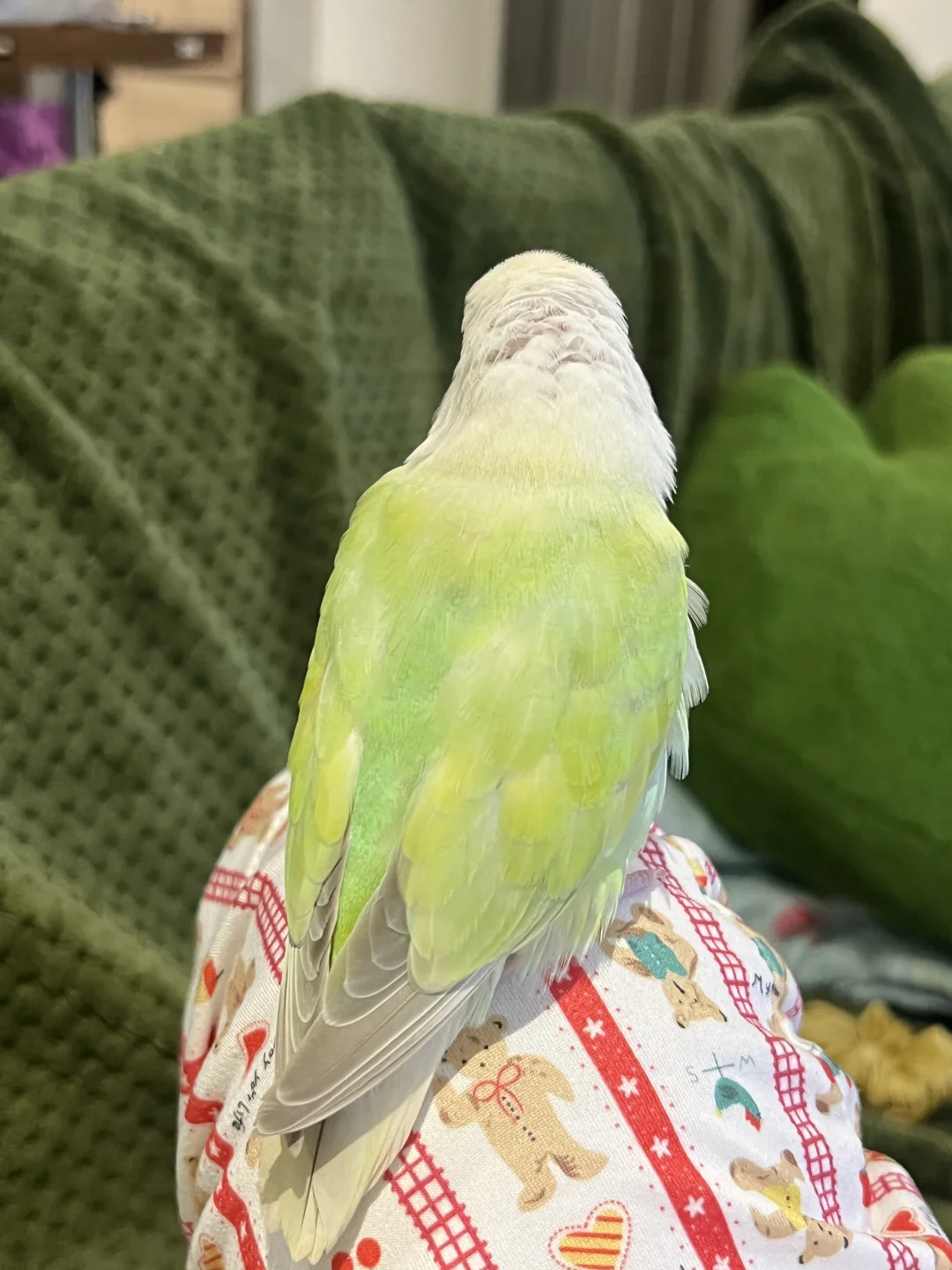 秃头小宝贝