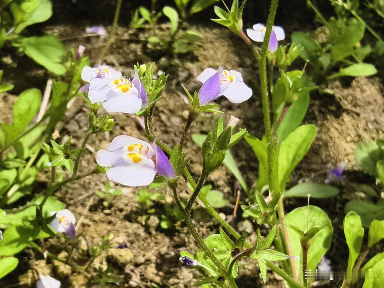 今天做了个园丁。

春天时，在我妈的指导下，把石榴的枝条进行了修剪，现在石榴树叶