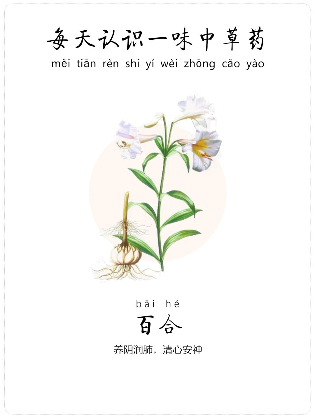 每天认识一味中草药-百合☘️-养阴润肺