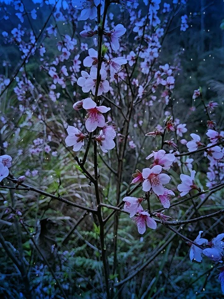 桃花源