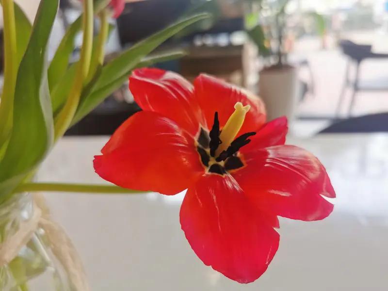 愿所有朋友在2026年似璀璨星河，熠熠闪耀！诚如“家和万事兴，身安百业旺”这句祝