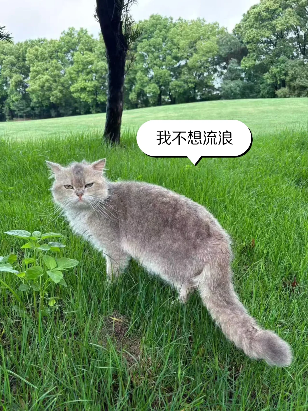 可怜，漂亮猫流浪很久了[可怜R]看它委屈的样子，满身的潦草，真让人心疼...