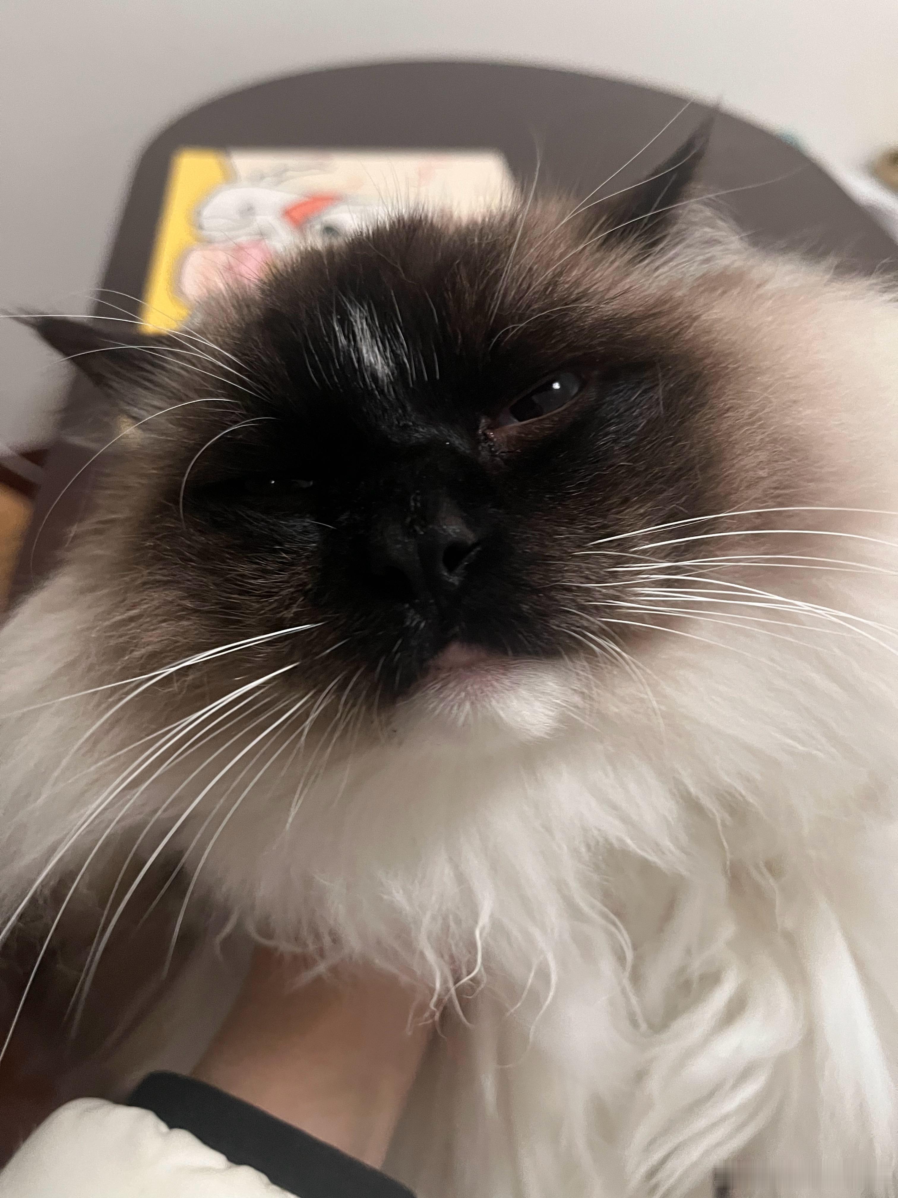 猫咪把屏幕咬漏液了，全黑屏，也不能投屏，怎么破