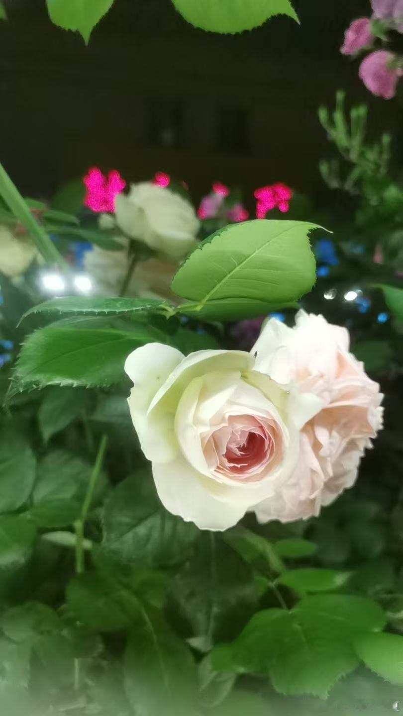叶里藏花，暗露芬芳，一颦一笑，皆入心间～寻美河南寻美中国