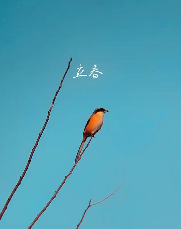 每年过年，“我到底属啥”这问题都能让一家人吵翻天。有人觉得立春换属相，有人认定大