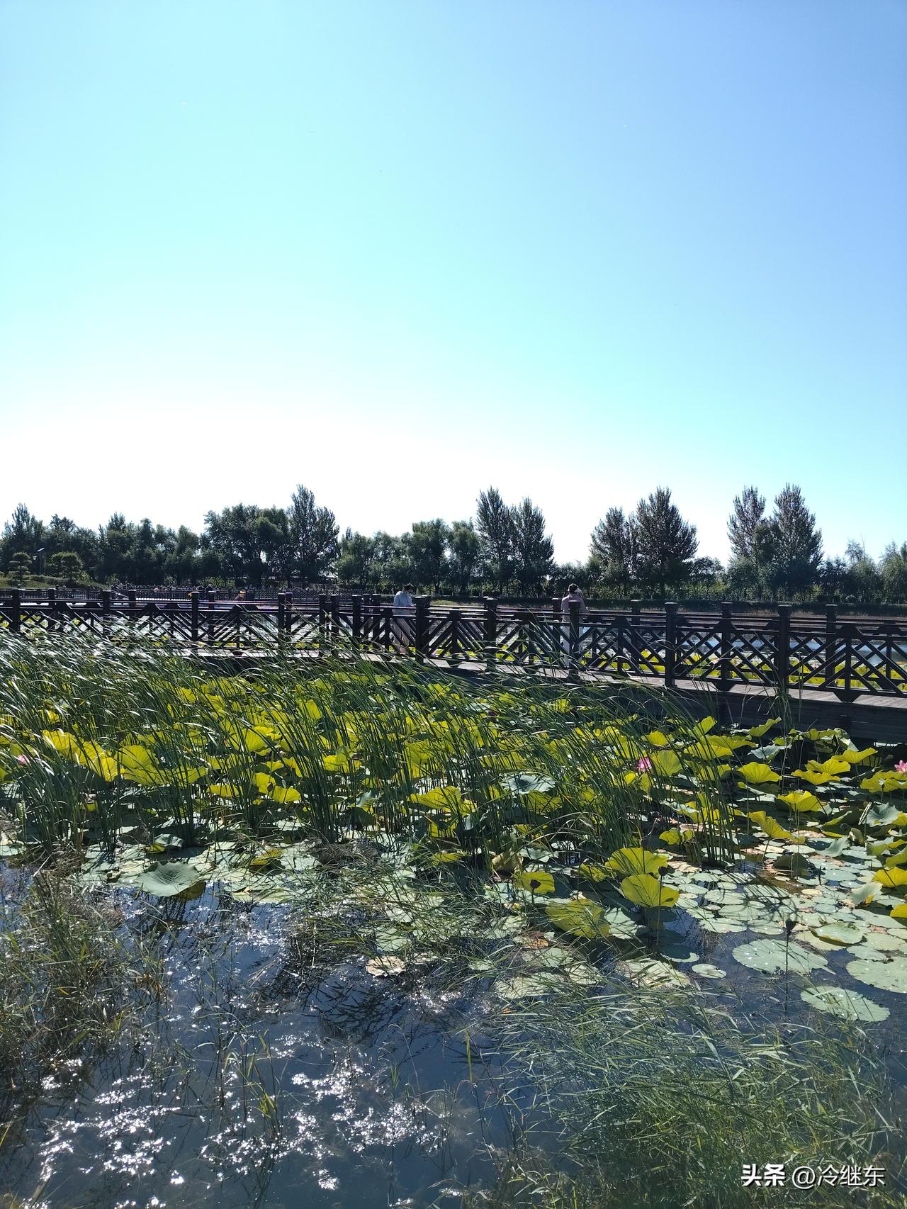 奇怪不？本来夏日盛开的荷花，我们的南湖公园，木桥旁边儿，却有两片荷花，依然绽放。