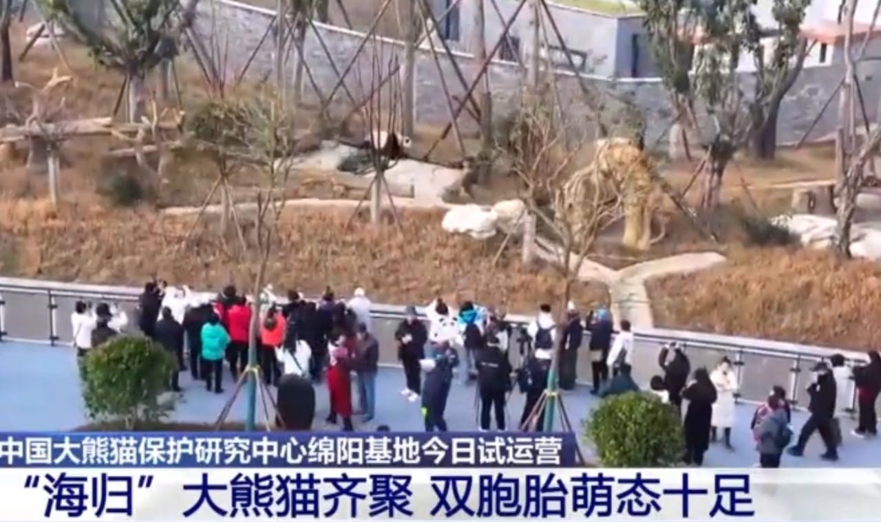 四川绵阳的大熊猫基地迎来试运营，围栏外的游客们争相围观，盼着一睹国宝风采。“海归