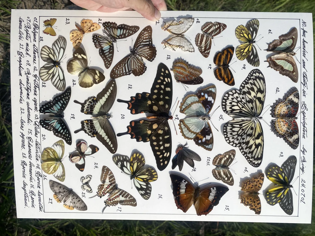 雄性噬药凤蝶和大帛斑蝶搭配在一起