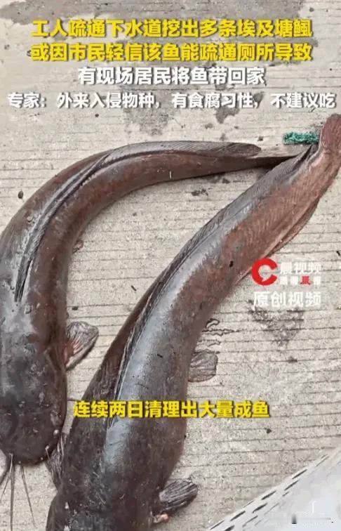 广东连州管道清淤挖出活鱼，居民当场拎走！网友吵翻了
谁也没想到，城市地下的排污管