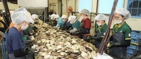 日本核污染水排海近3年，一个让很多人想不通的怪现象出现了：一边是福岛港湾检测出超