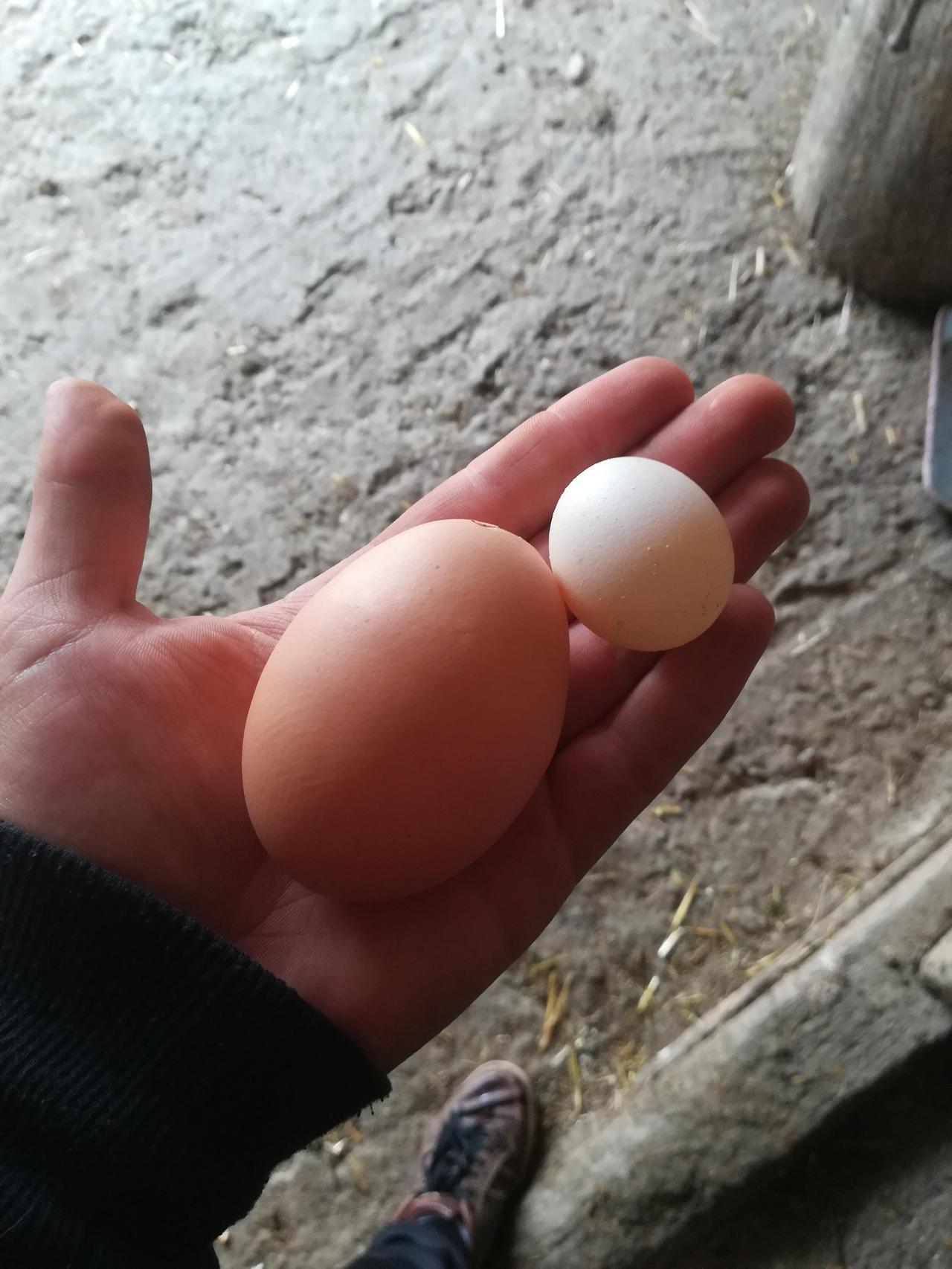 这是同一体型母鸡产下的超大号和超小号鸡蛋对比图。发帖网友澄清标题中的“same 