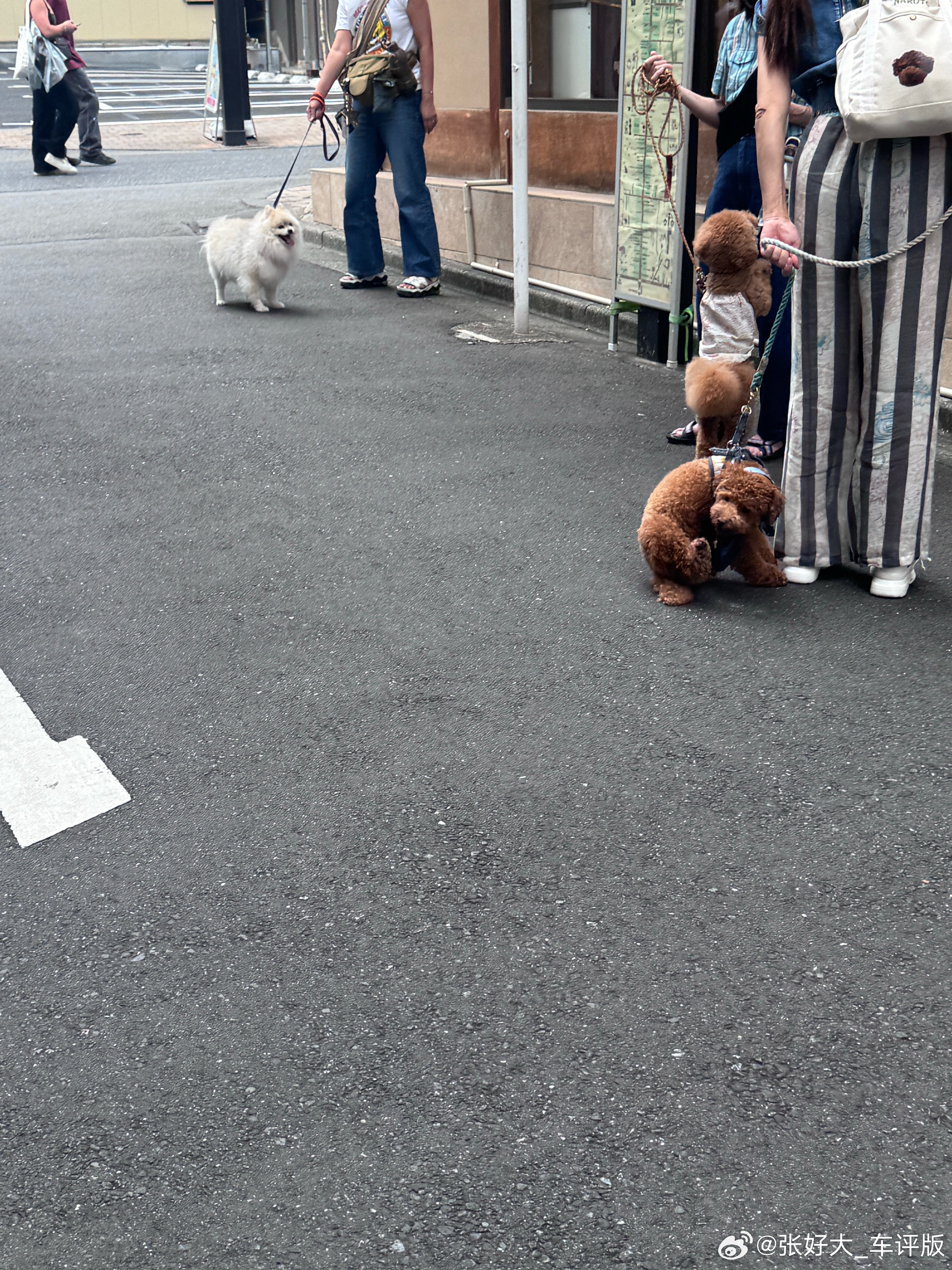 日本养秋田的人越来越少了。出门十次一只秋田都没遇到过，不管是街上还是遛狗场，都是