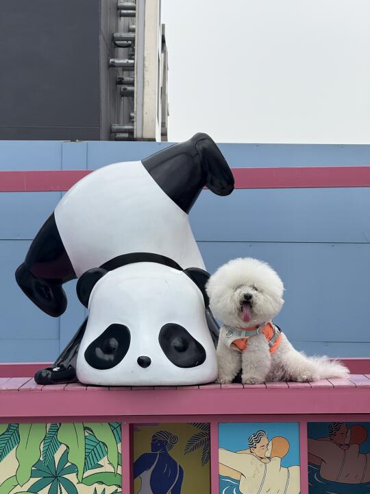 感觉咪子长得有一丢丢像熊猫😳