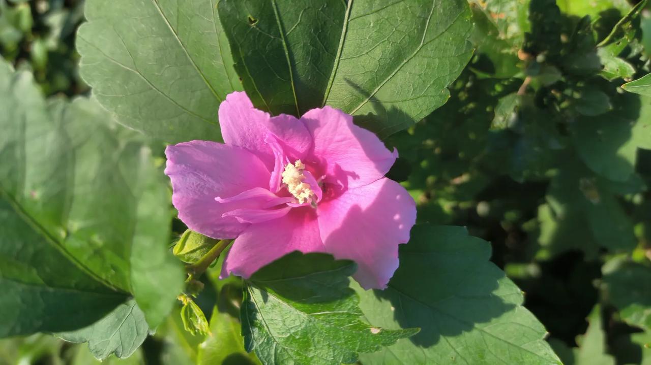 #分享五颜六色木槿花#