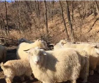 1968年，北京姑娘谭雅北背着帆布包踏上西去的火车，车窗外的胡同越来越远，她怎么