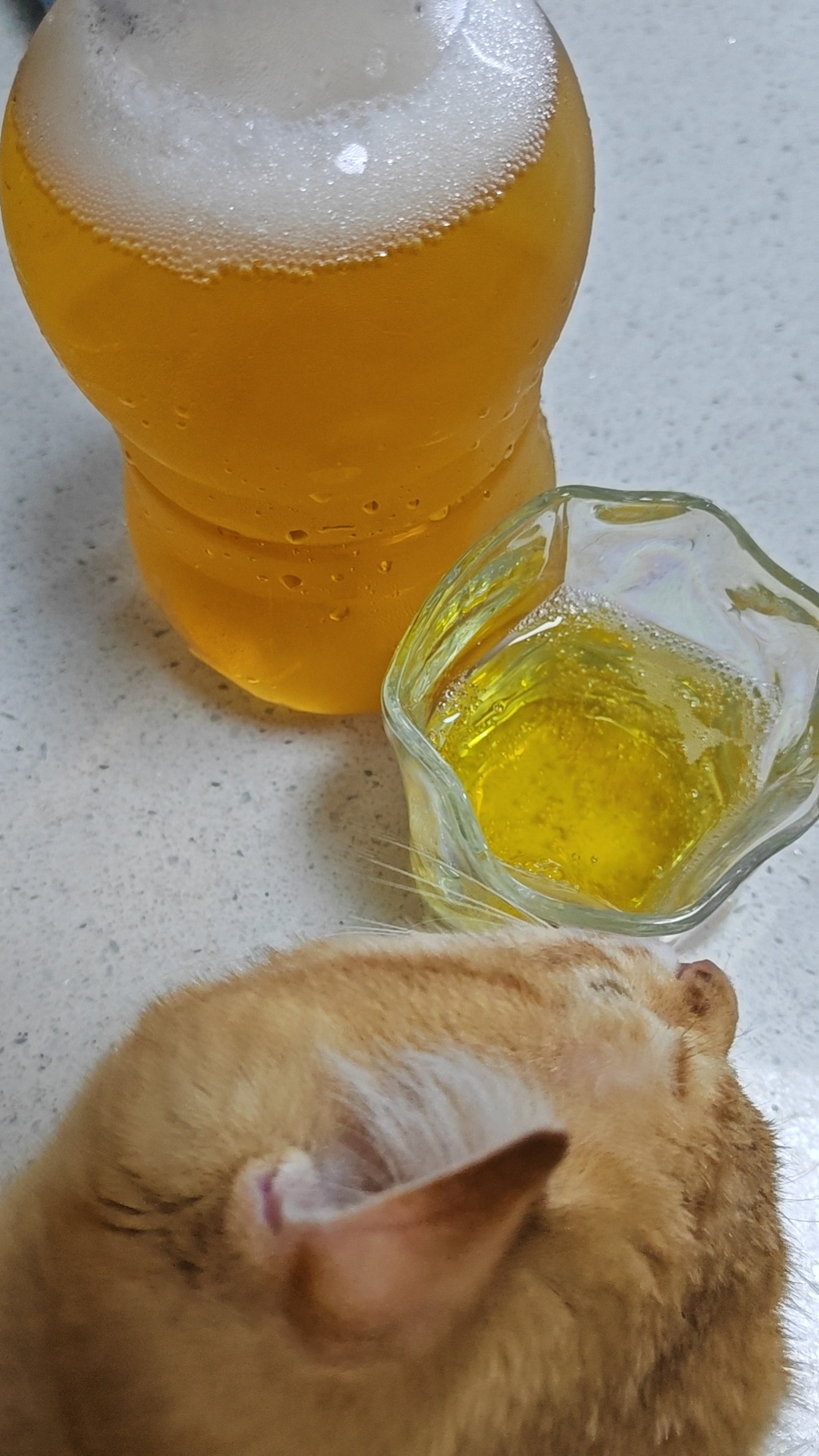 元宝陪我一起 