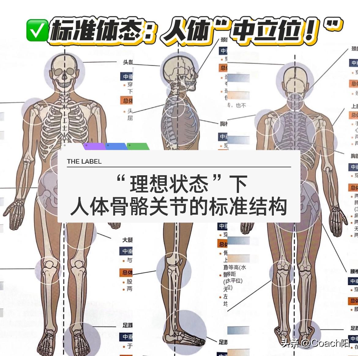 👏理想状态下的“标准体态”—【人体中立位】

说到【体态】，那就不得不提《肌肉