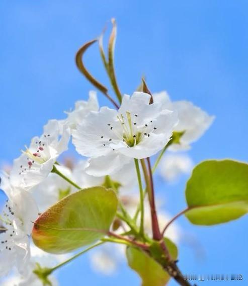 梨花

枝头梨花展娇容
白若雪飘映苍穹
如诗似画韵悠长
招蜂引蝶兴致浓

分享一