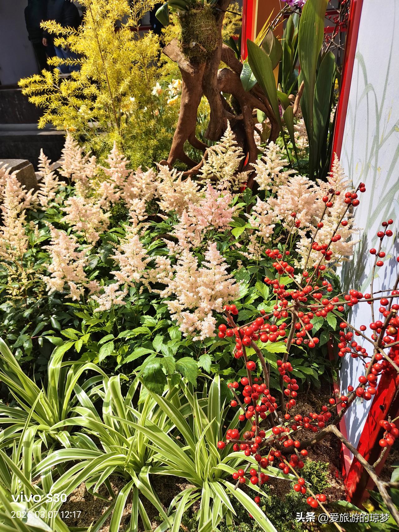 春日生活打卡季