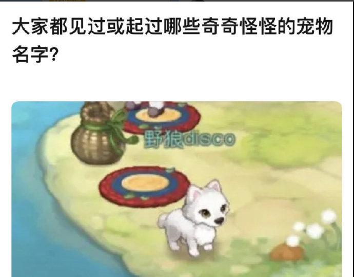 哈哈哈，感觉里面的宠物看起来不错呀，挺讨人喜欢的。