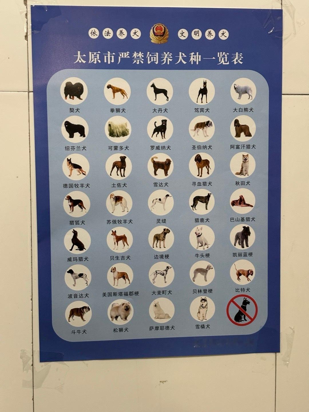 刚刚在电梯口看到的现在萨摩耶也不能养了吗？ ​​​