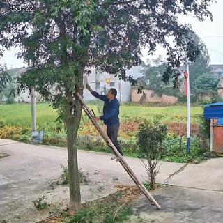 这样砍树修枝，不摔下来才怪呢！
下面竟然也没有人帮忙扶着梯子？
这位大叔未免也对