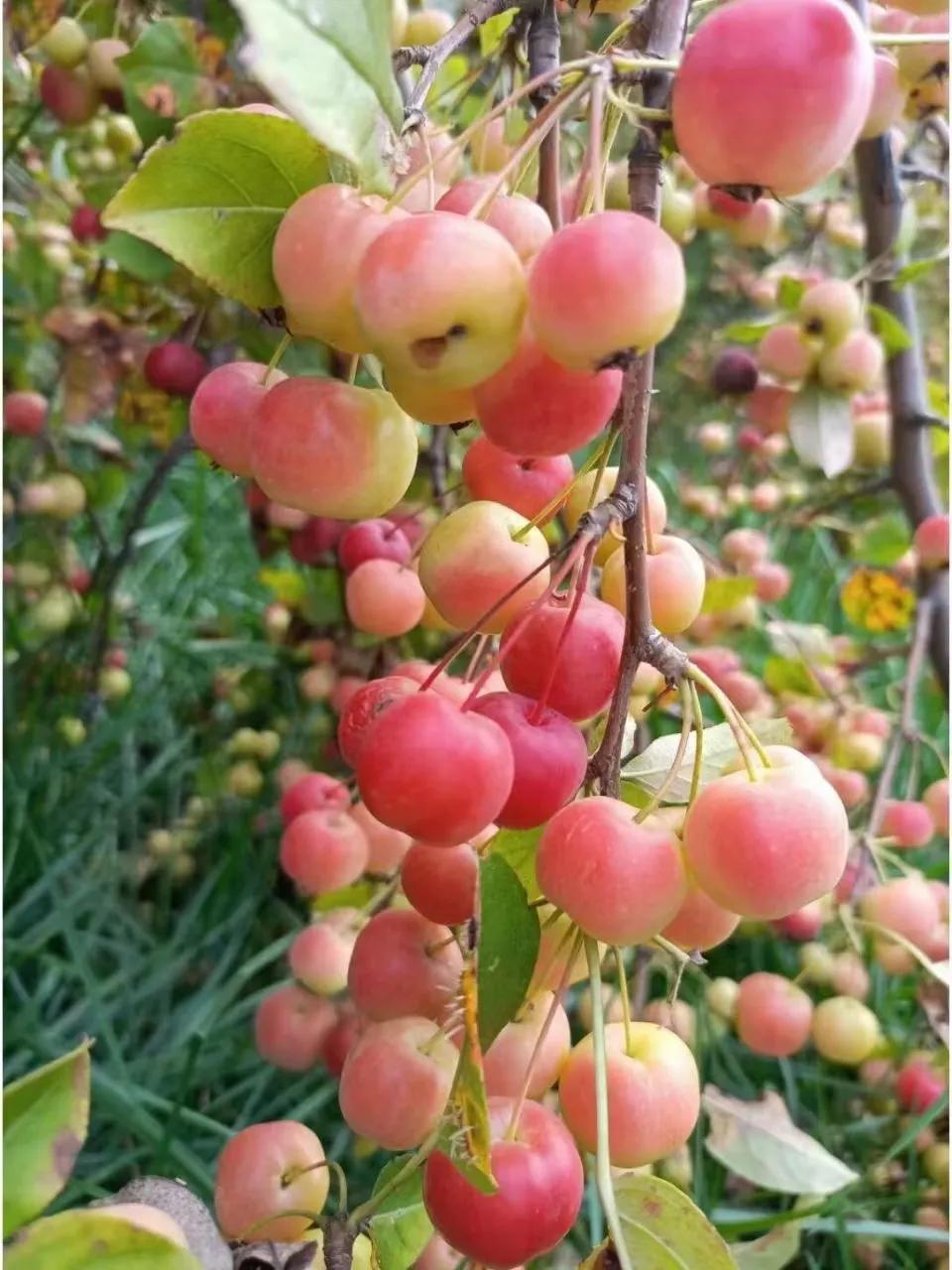 孩子被爱所伤不婚，父母最焦虑痛苦。
         大姐65岁了，还在打工，饭