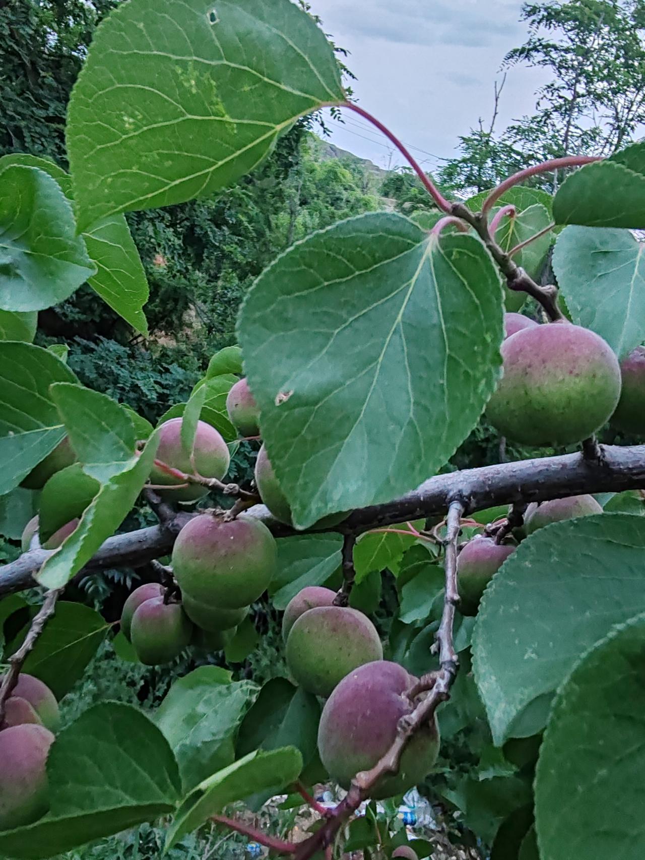 今日分享随手拍照片