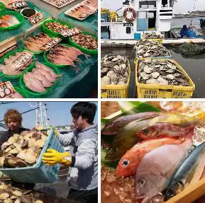 中国对日反制出台了，第一招，就是停止进口日本水产品。
11月19日，来自日本媒体