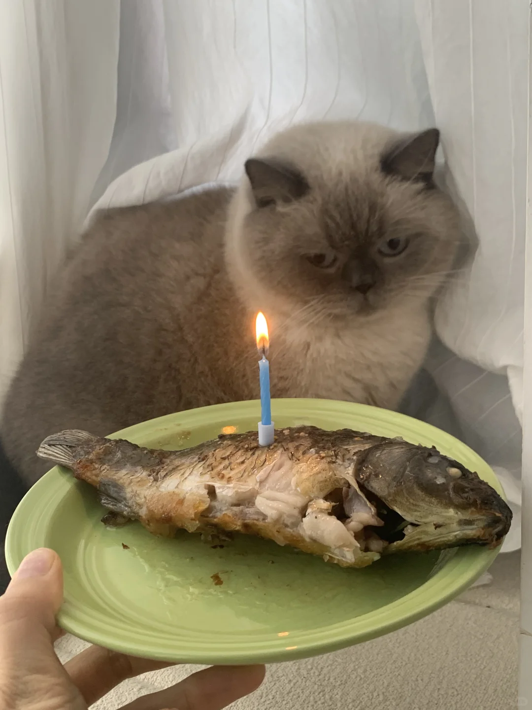 看得出他很嫌弃这个“蛋糕”