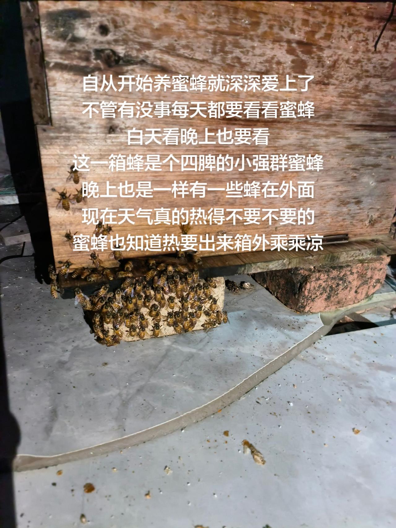自从开始养蜜蜂就深深爱上了
不管有没事每天都要看看蜜蜂
白天看晚上也要看
这一箱