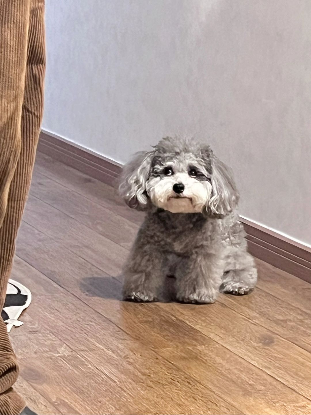 和前任分手的时候 我的小狗…