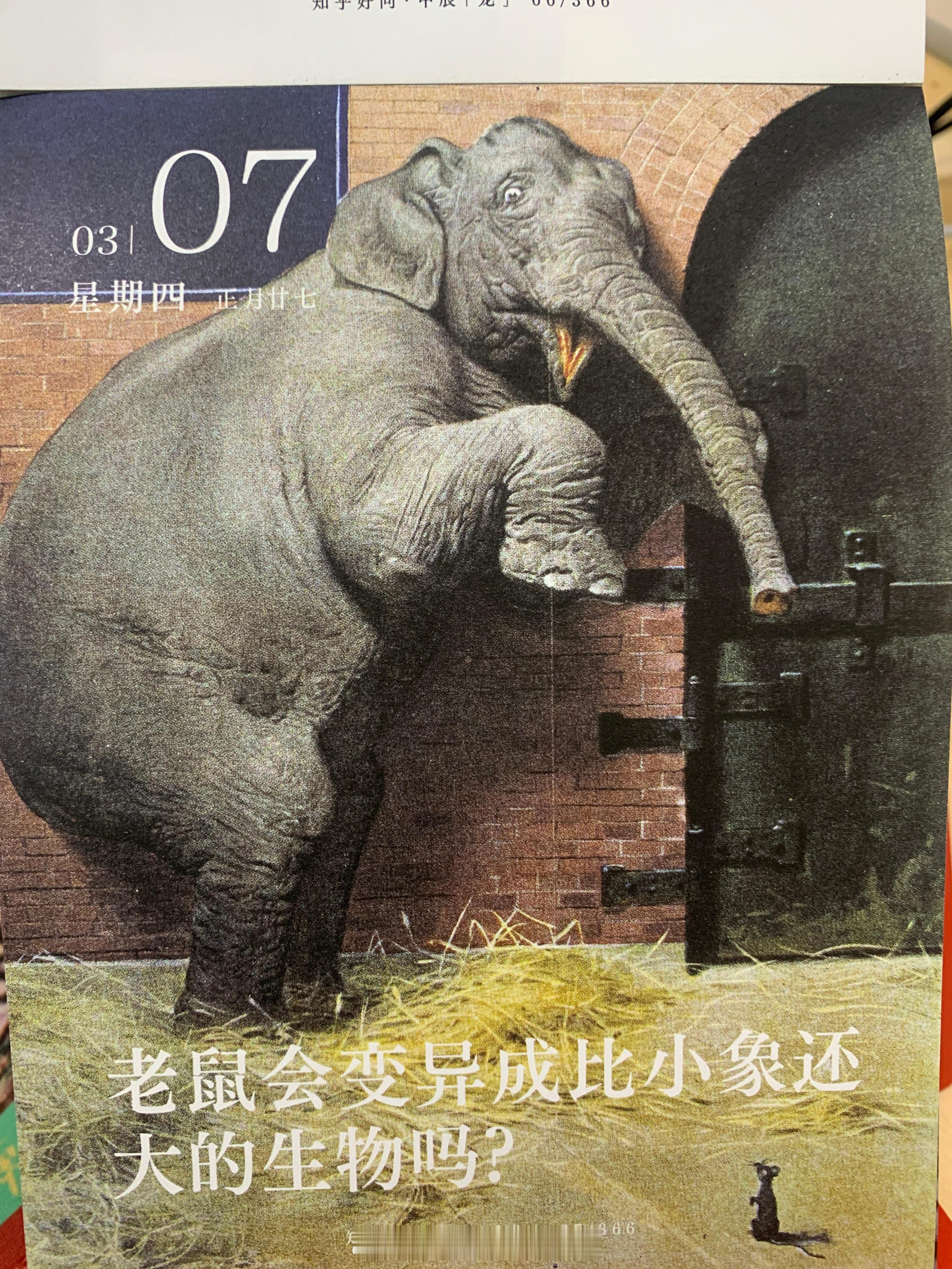 朋友们早～你觉得要是哪天老鼠变异了，会朝着什么方向发展呢～ ​​​