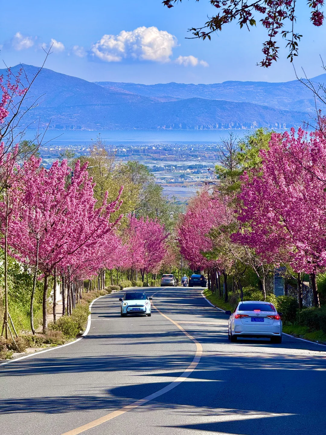 “live实拍｜此刻大理冬樱已浪漫到了极致”