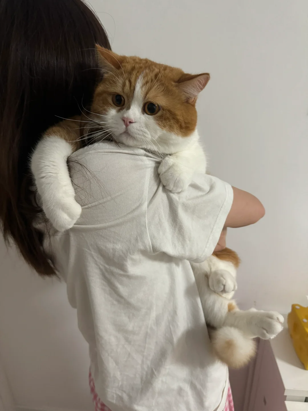 被别的小猫咪打了