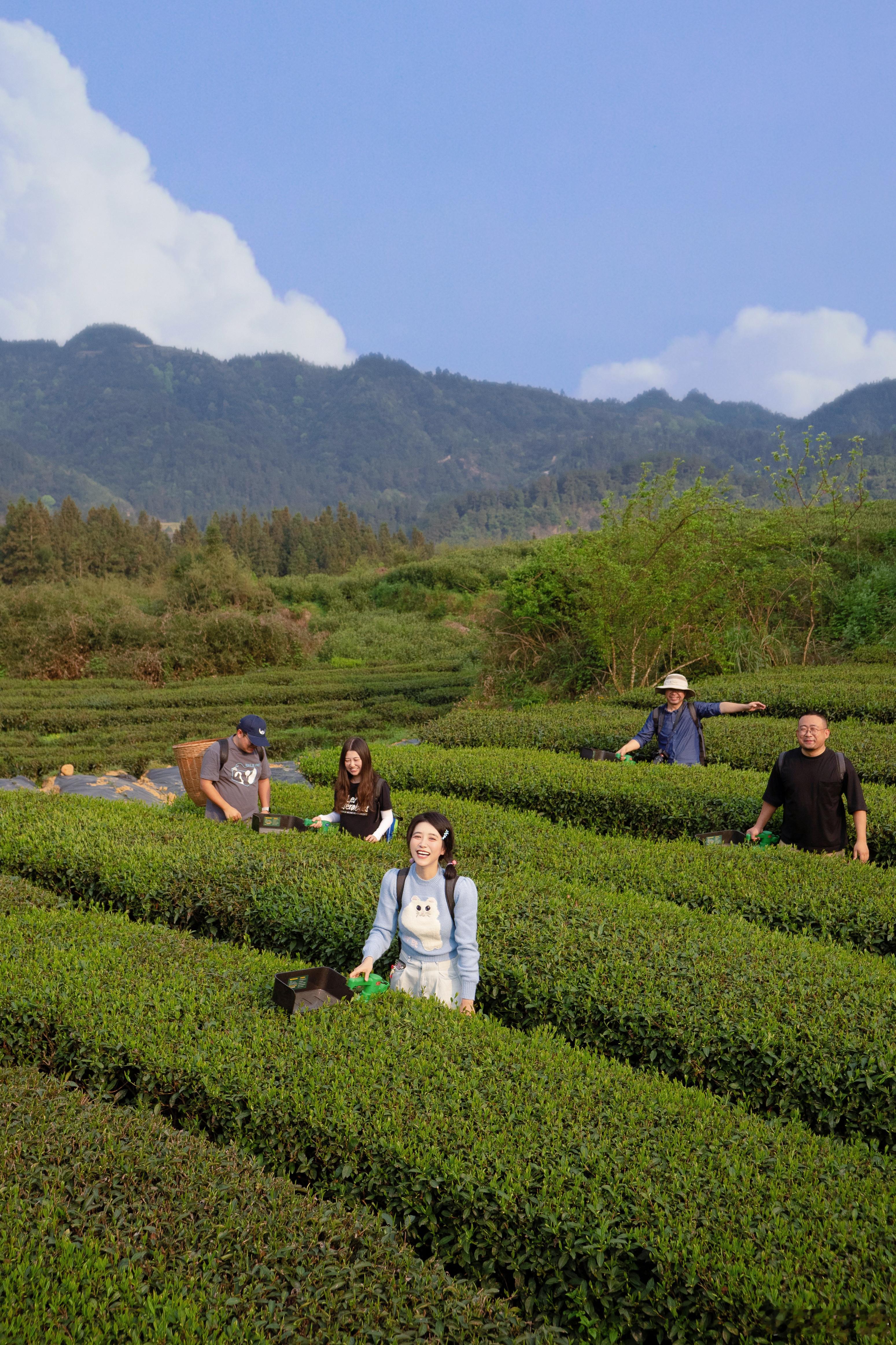 世界抹茶之都铜仁江口#来贵州上春山##原来贵州茶这么厉害# 梵净山下半个迪士尼—