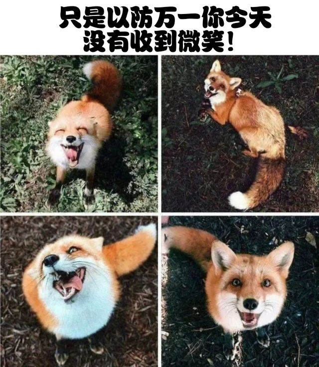 [兔子]meme ​​​